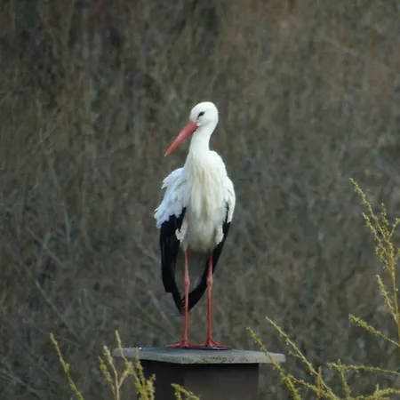 Du Cerf Dom wakacyjny *