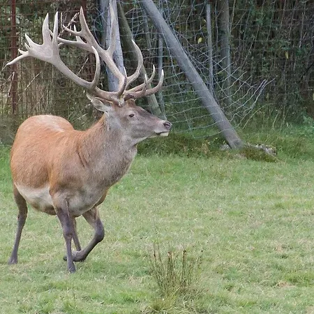 Du Cerf Dom wakacyjny *