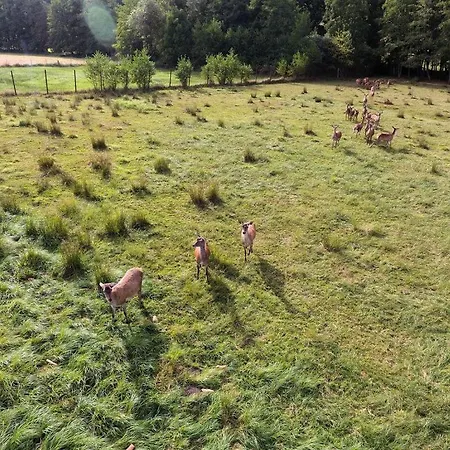 Du Cerf * Birkenwald